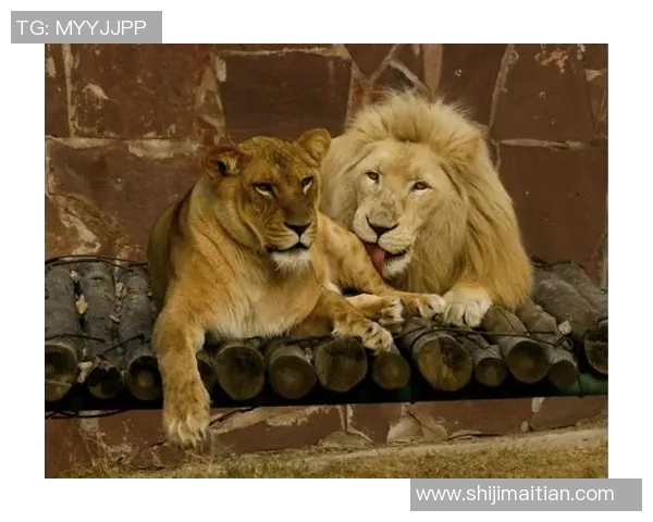 悉尼狮吼与布里班狮吼的精彩对决谁将赢得这场激烈的较量