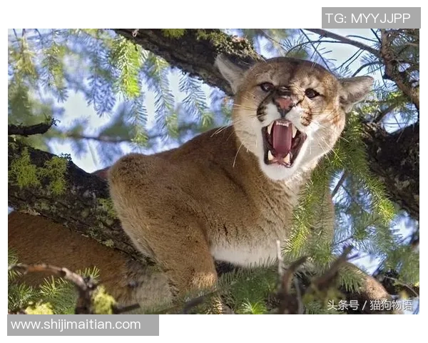 阿特拉斯与美洲狮的巅峰对决谁将赢得这场精彩较量